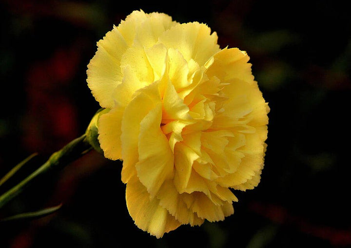 Yellow Carnation Flower Seeds – Heirloom, Non-GMO, High Germination Organic Garden Seeds