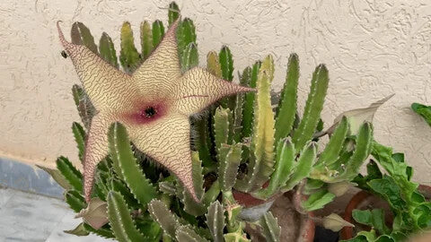 White Stapelia Flower Seeds Heirloom Non-GMO High Germination Organic Seeds for Planting