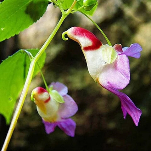 Mixed Parrot Orchid Flower Seeds for Planting – Heirloom Non-GMO Organic Garden Seeds
