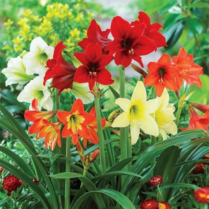 Mixed Hippeastrum Flower Seeds – Heirloom, Non-GMO, High Germination Seeds