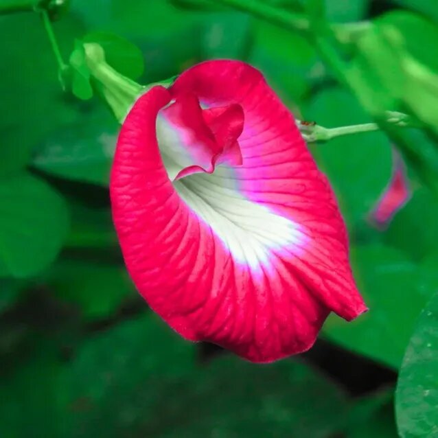 Red Baptista Flower Seeds for Planting – Heirloom Non-GMO High Germination Organic Seeds