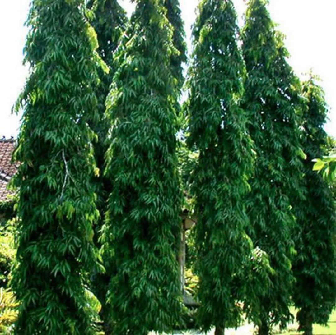 Ashoka Tree Seeds – Heirloom, Non-GMO, High Germination Organic Garden Seeds
