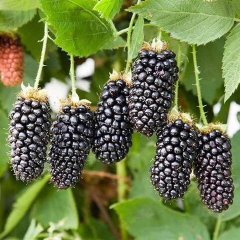 Blackberry Seeds Black for Planting – Heirloom Non-GMO High Germination Organic Garden Seeds