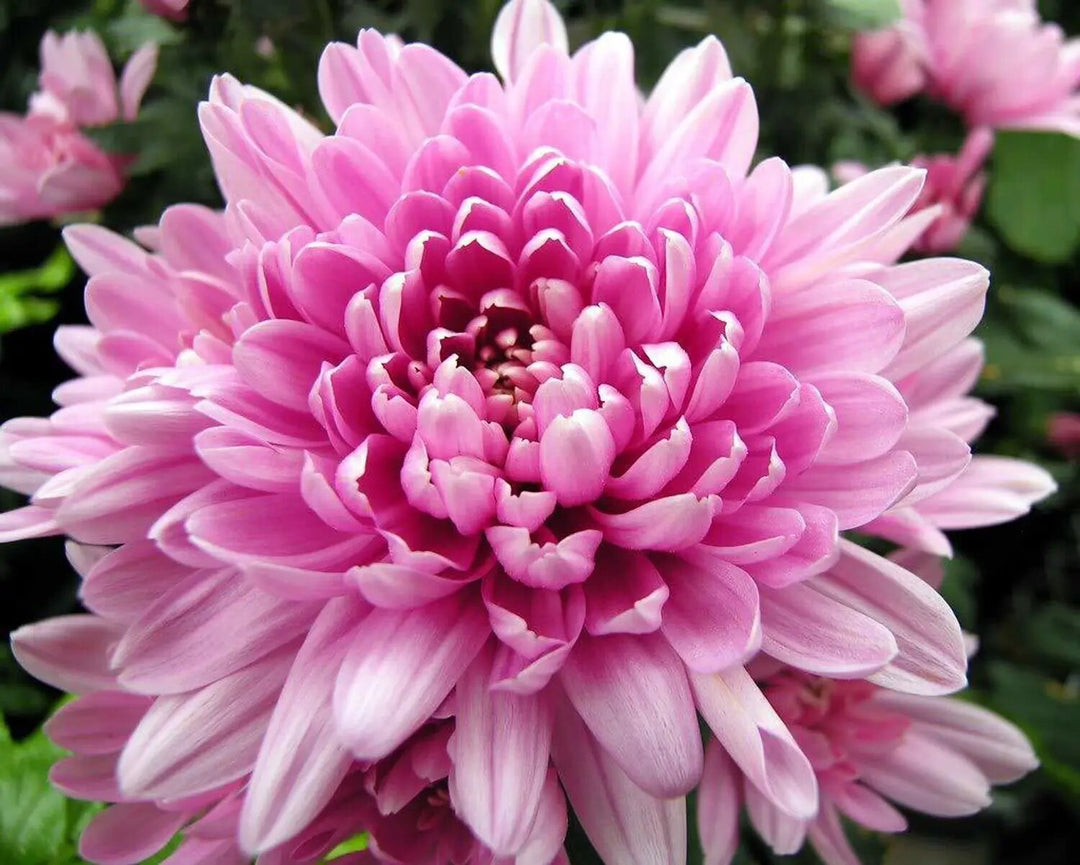 Chrysanthemum Flower Seeds Light Pink – Heirloom Non-GMO High Germination