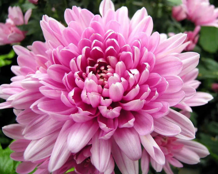Chrysanthemum Flower Seeds Light Pink – Heirloom Non-GMO High Germination