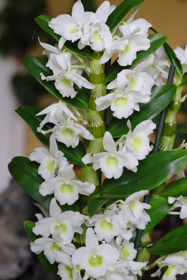 White Dendrobium Flower Seeds – Heirloom Non-GMO High Germination Seeds