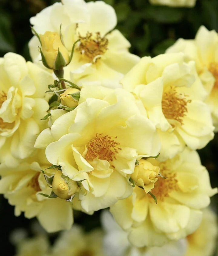 Geranium Flower Seeds Yellow Heirloom Non-GMO High Germination Seeds for Planting