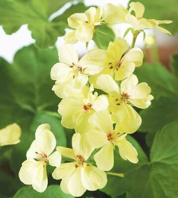 Geranium Flower Seeds Yellow Heirloom Non-GMO High Germination Seeds for Planting