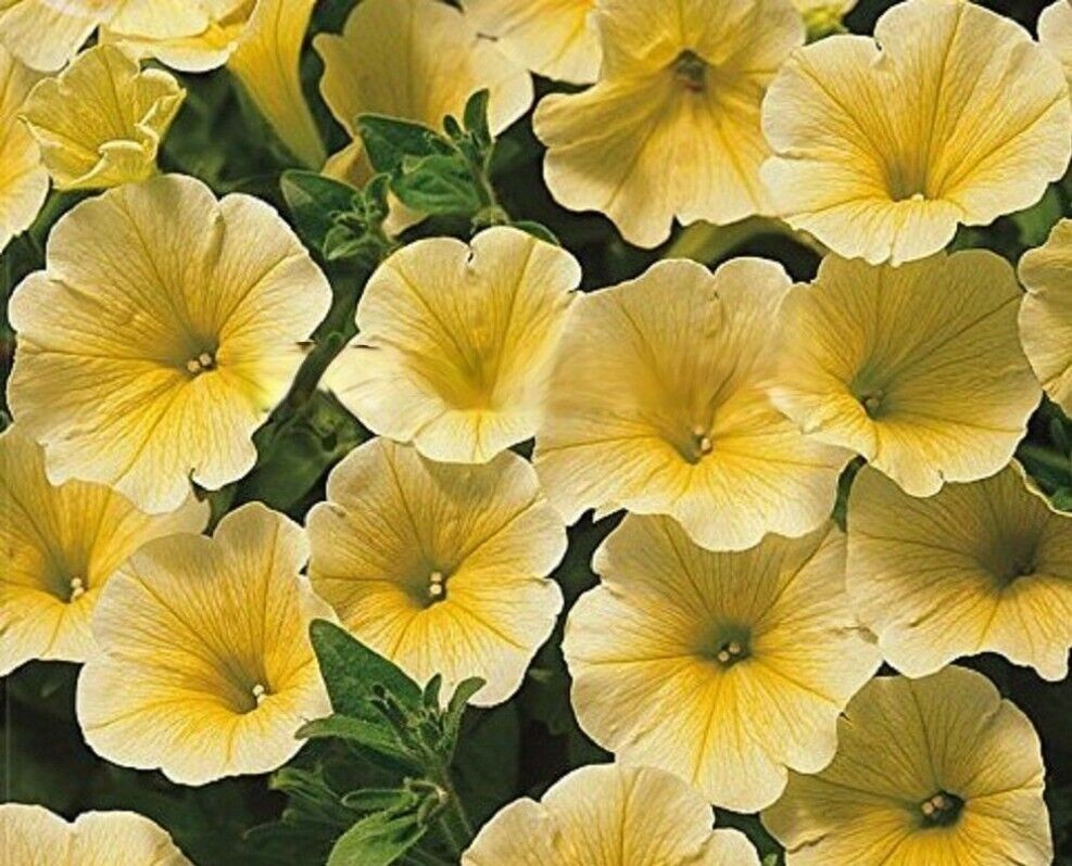 Calibrachoa Flower Seeds Yellow – Heirloom, Non-GMO, High Germination, Organic Garden Seeds