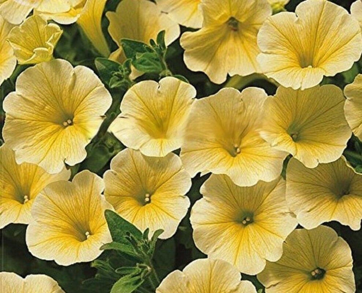 Calibrachoa Flower Seeds Yellow – Heirloom, Non-GMO, High Germination, Organic Garden Seeds
