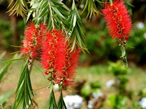 Brush Flower Seeds – Heirloom, Non-GMO, High Germination, Organic Garden Seeds for Planting