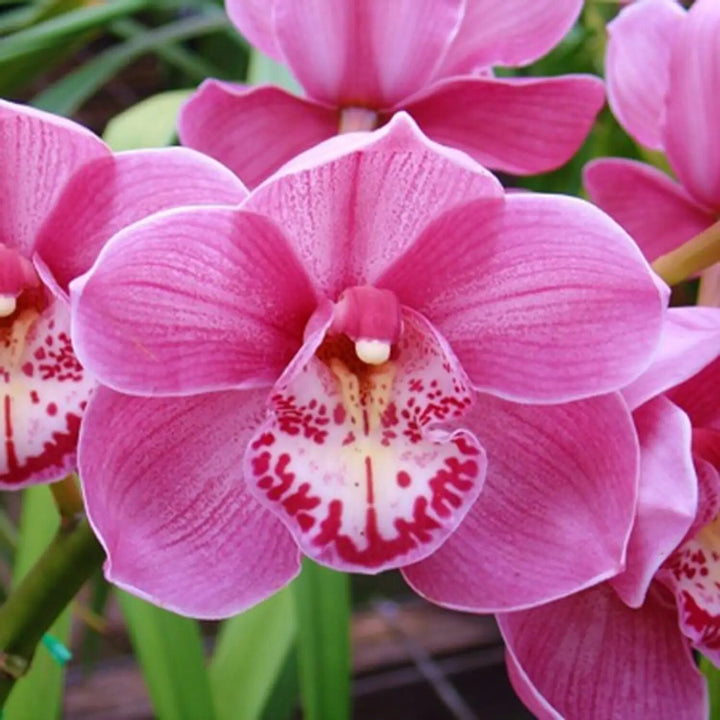 Pink Orchid Flower Seeds – Heirloom, Non-GMO, High Germination Seeds