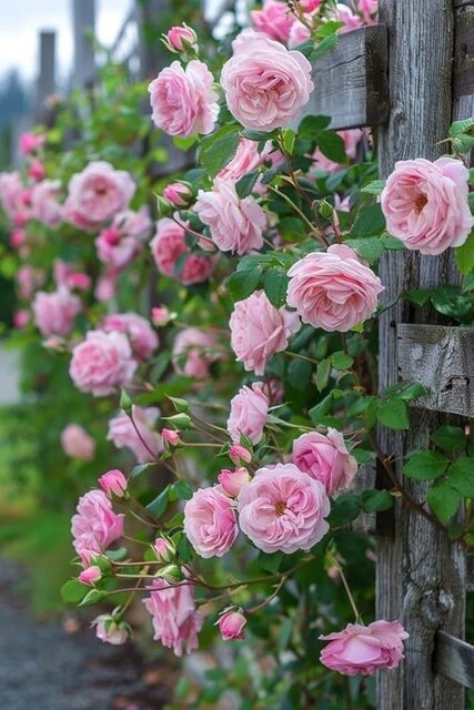 Pink Climbing Rose Flower Seeds for Planting – Heirloom Non-GMO High Germination Seeds