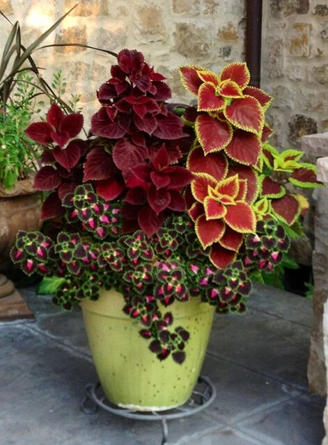 Coleus Jazz Velvet Flower Seeds for Planting – Heirloom Non-GMO High Germination