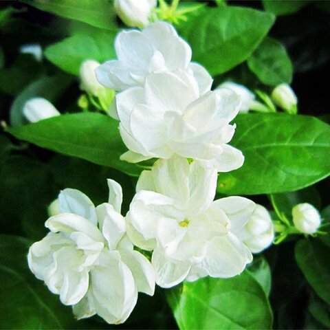 Semillas de jazmín blanco perenne - Cimarrón, sin OGM, semillas de alta germinación