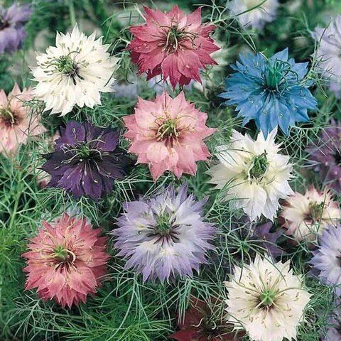 Mixed Clematis Flower Seeds – Heirloom, Non-GMO, High Germination Seeds