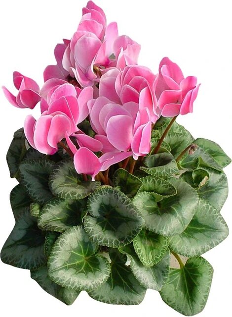 Cyclamen Flower Seeds Pink – Heirloom Non-GMO High Germination Seeds