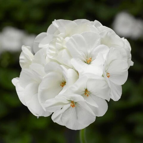 White Geranium Flower Seeds Heirloom Non-GMO High Germination Seeds