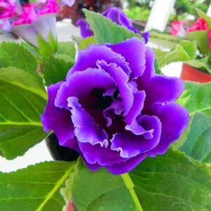 Violet Blooming Gloxinia Flower Seeds – Heirloom, Non-GMO, High Germination, Organic Garden Seeds