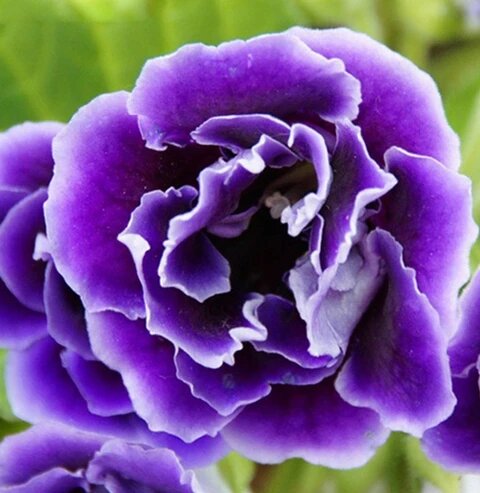 Violet Blooming Gloxinia Flower Seeds – Heirloom, Non-GMO, High Germination, Organic Garden Seeds