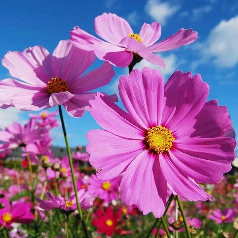 Pink Cosmos Flower Seeds for Planting – Heirloom Non-GMO High Germination Seeds