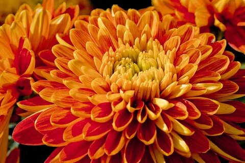 Orangene Chrysanthemen-Blumensamen zum Pflanzen – Erbstück, gentechnikfrei, hohe Keimfähigkeit