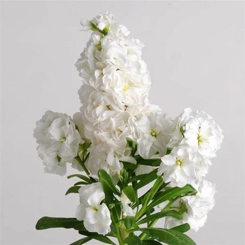 Matthiola Flower Seeds White – Heirloom, Non-GMO, High Germination Seeds