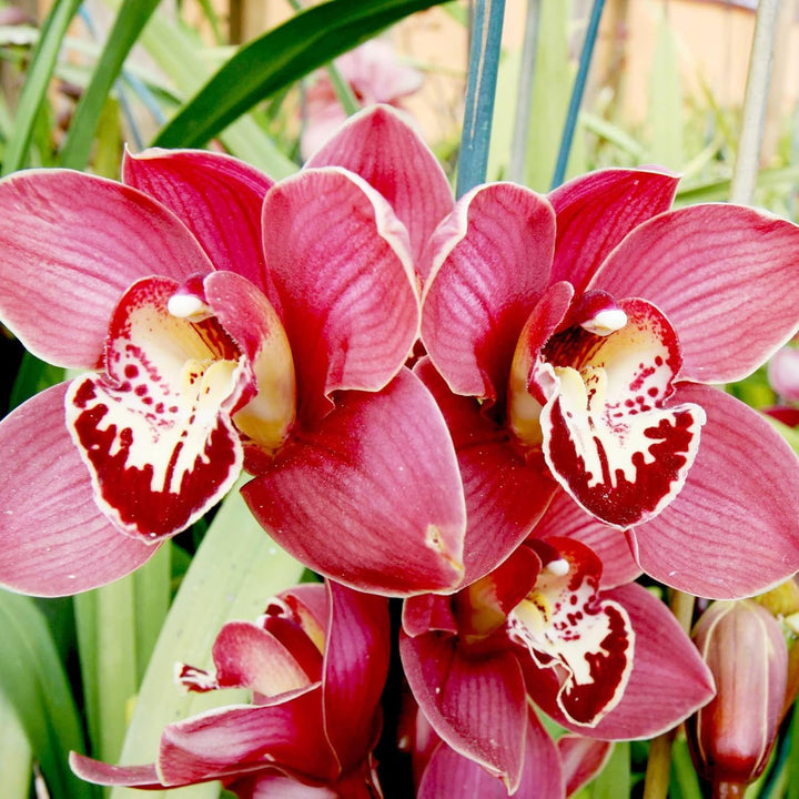 Cymbidium Flower Seeds Mixed – Heirloom, Non-GMO, High Germination Organic Garden Seeds for Planting