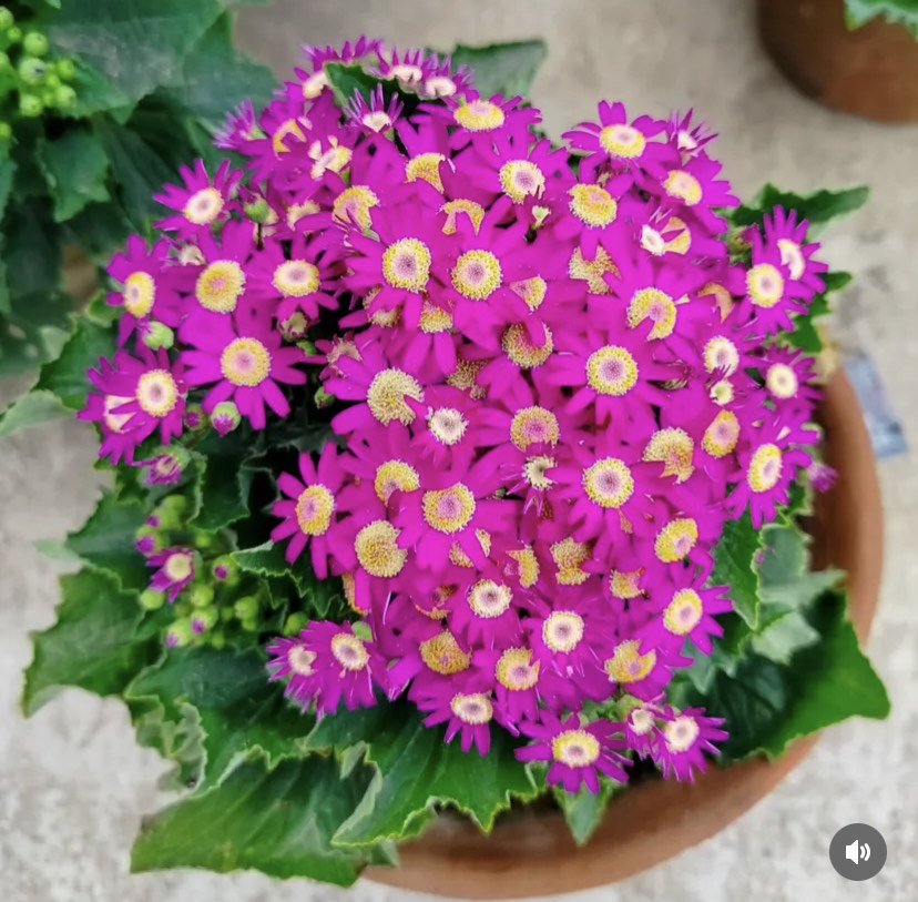 Pink Cineraria Flower Seeds – Heirloom, Non-GMO, High Germination, Organic Seeds