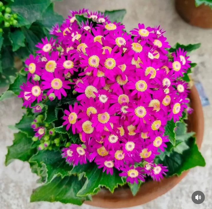 Pink Cineraria Flower Seeds – Heirloom, Non-GMO, High Germination, Organic Seeds