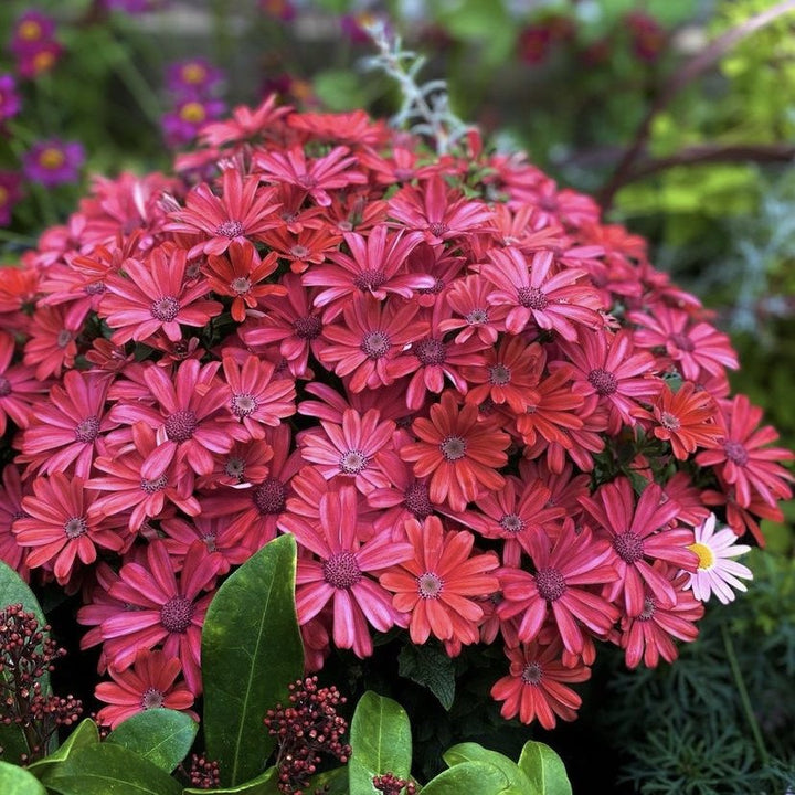 Cineraria Flower Seeds Red – Heirloom, Non-GMO, High Germination Organic Garden Seeds