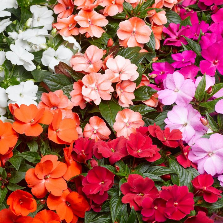 Guinea Impatiens Flower Seeds – Heirloom, Non-GMO, High Germination Seeds