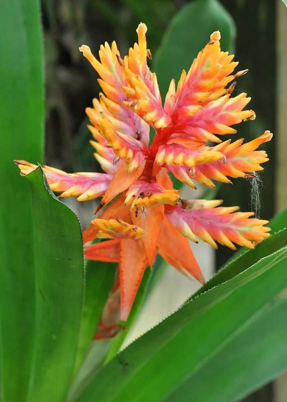 Orange Aechmea Chantinii Flower Seeds – Heirloom, Non-GMO, High Germination Seeds