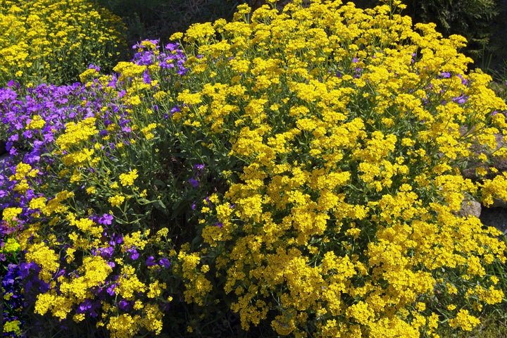 Yellow Aubrieta Flower Seeds for Planting – Heirloom Non-GMO High Germination Organic Seeds