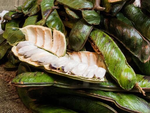 Ice Cream Bean Seeds for Planting – Inga Edulis, Tropical Fruit Tree Seeds, Heirloom, Non - GMO, High Germination, Organic Garden Seeds