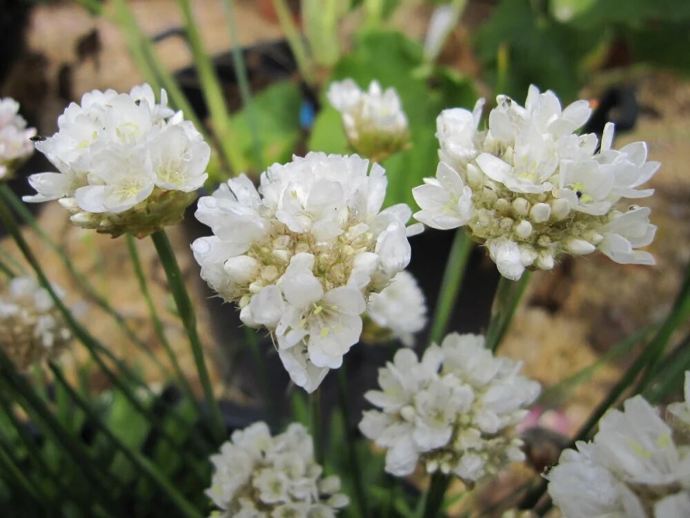 Armeria Flower Seeds Giant White for Planting – Heirloom Non-GMO High Germination Organic Seeds