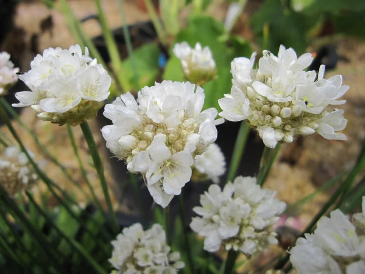Armeria Flower Seeds Giant White for Planting – Heirloom Non-GMO High Germination Organic Seeds
