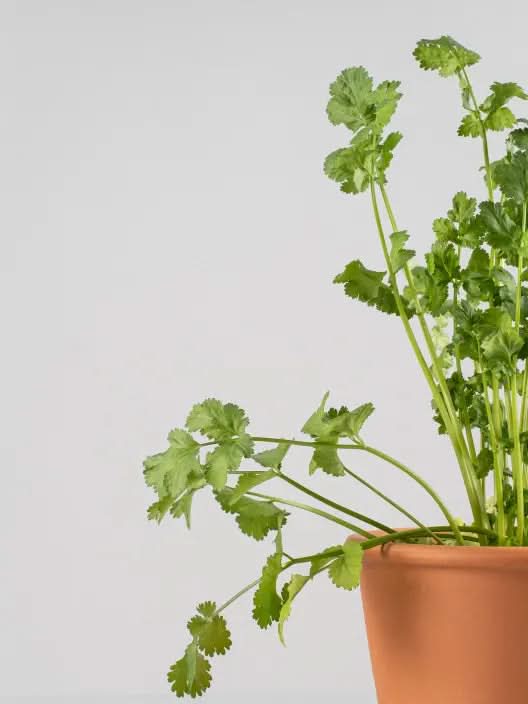 Cilantro Coriandrum herb seeds