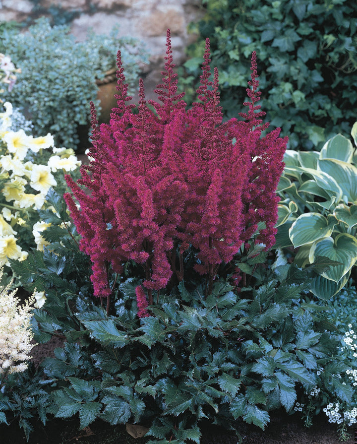 Astilbe Flower Seeds Maroon for Planting – Heirloom Non-GMO High Germination Organic Seeds