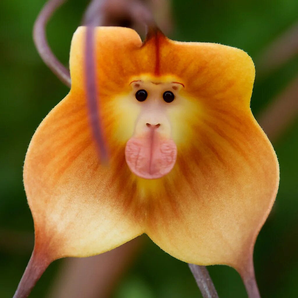 Monkey Face Orchid Flower Seeds Orange – Heirloom, Non-GMO, High Germination Seeds