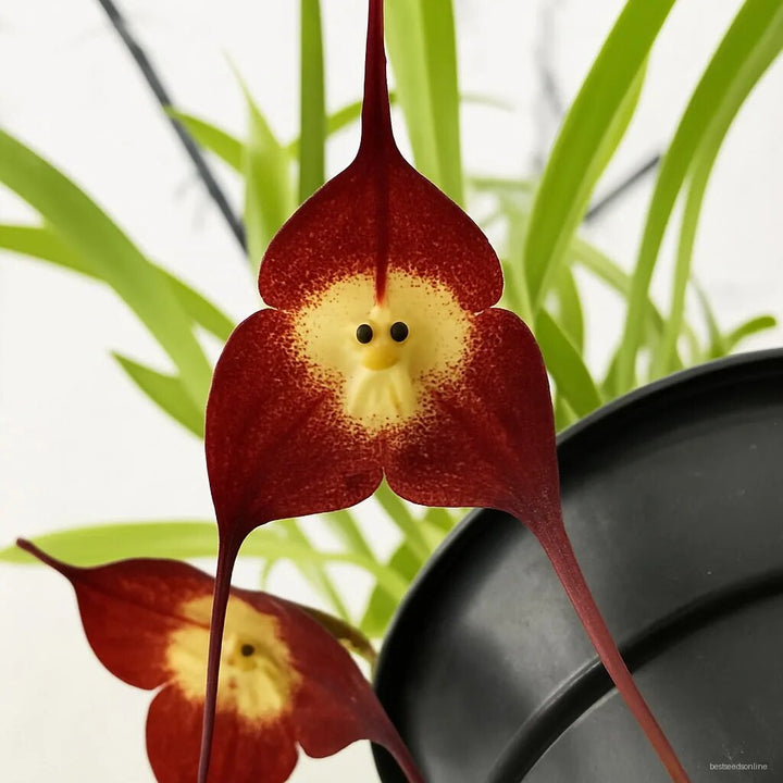Maroon Monkey Face Orchid Flower Seeds – Heirloom, Non-GMO, High Germination Seeds