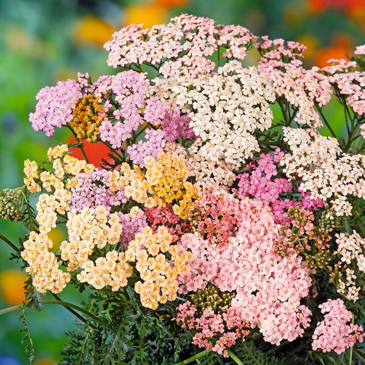 Achillea Ballerina Flower Seeds for Planting – Heirloom Non-GMO High Germination Organic Garden Seeds