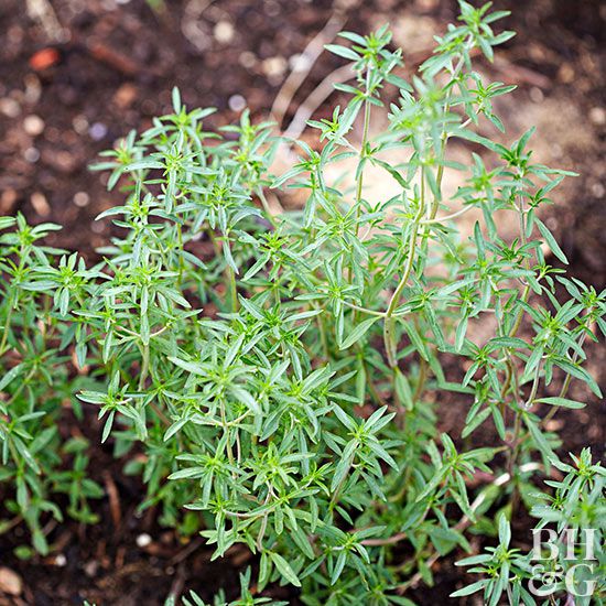 Green Savory Herb Plant Seeds for Planting – Heirloom Non-GMO High Germination Organic Garden Seeds