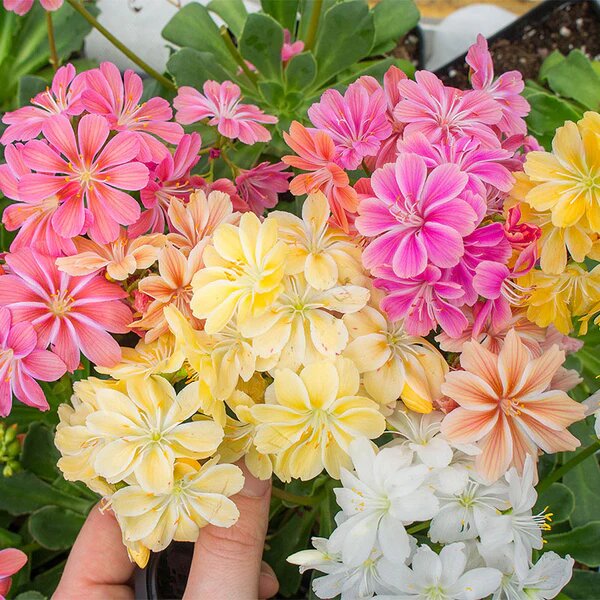 Lewisia Flower Seeds Mixed – Heirloom, Non-GMO, High Germination Seeds