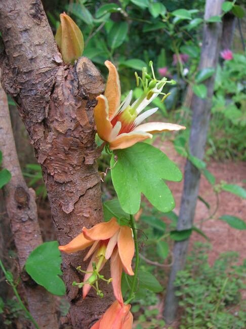 Passiflora Aurantia Blumensamen – Alte Sorte, gentechnikfrei, keimstarke Bio-Gartensamen zum Pflanzen