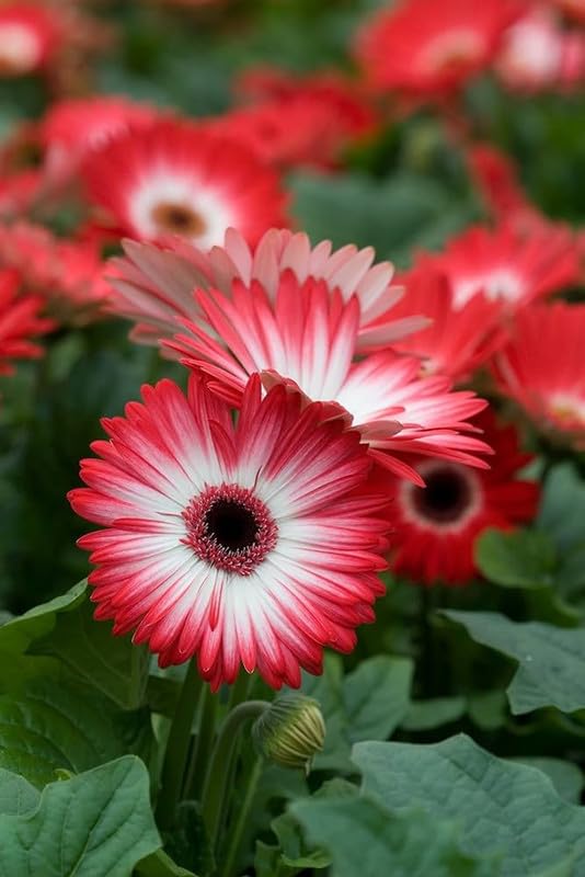 Daisy Gerbera Flower Seeds Mixed – Heirloom, Non-GMO, High Germination Seeds