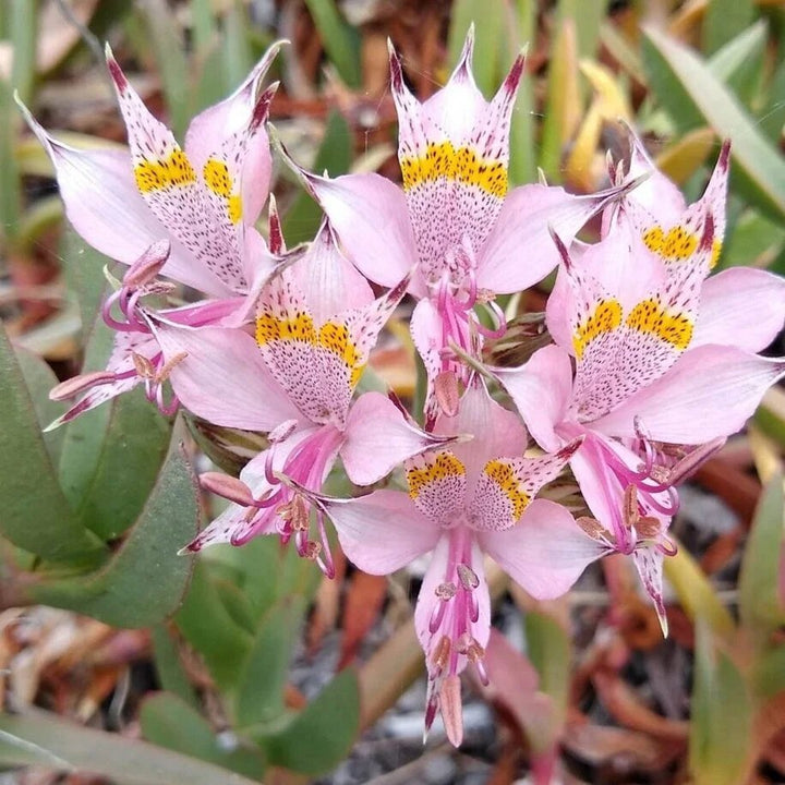 Pale Pink Alstroemeria Flower Seeds – Heirloom, Non-GMO, High Germination Seeds