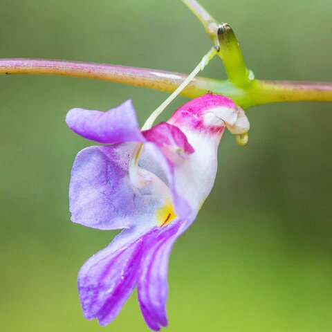 Semillas de flores de orquídea loro – de herencia, no transgénicas, alta germinación, semillas de jardín orgánicas para plantar