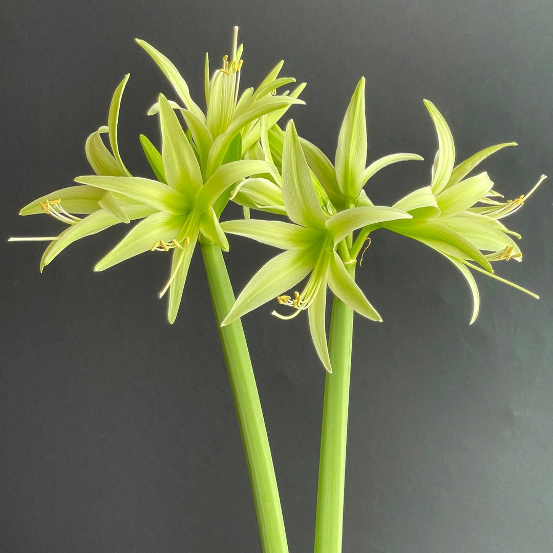 Giant Green Amaryllis Flower Seeds for Planting – Heirloom Non-GMO High Germination