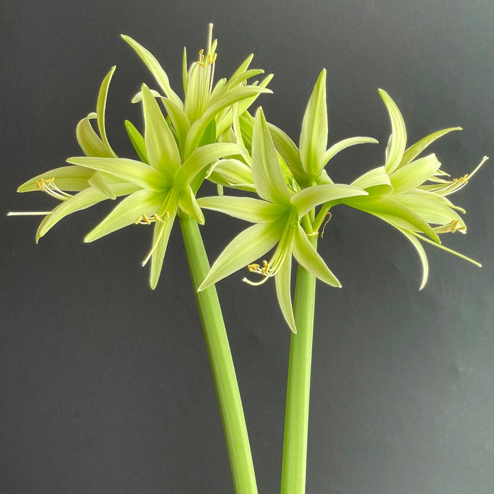 Giant Green Amaryllis Flower Seeds for Planting – Heirloom Non-GMO High Germination